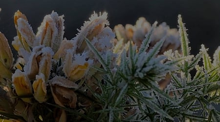 உதகை தாவரவியல் பூங்காவில் மலா்ந்துள்ள மலா்கள் மீது படிந்திருக்கும் உறை பனி