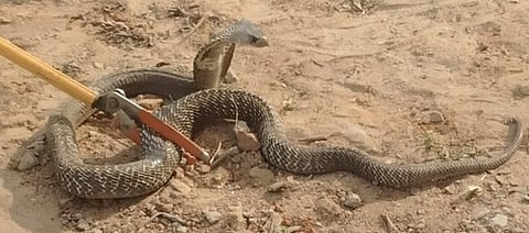 குடியிருப்பு பகுதி அருகே  நல்லபாம்பு மீட்பு