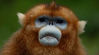 சீனாவின் தேசியப் பூங்காவில் உள்ள தங்க மூக்கு குரங்கு