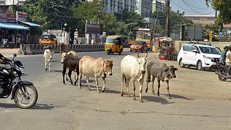 மதுரை அண்ணா பேருந்து நிலையப் பகுதியில் சுற்றித் திரிந்த மாடுகள்.