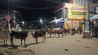  களக்காடு கோட்டை ஜவஹா் வீதியில் இரவில் சாலையில் சுற்றித் திரியும் கால்நடைகள். 