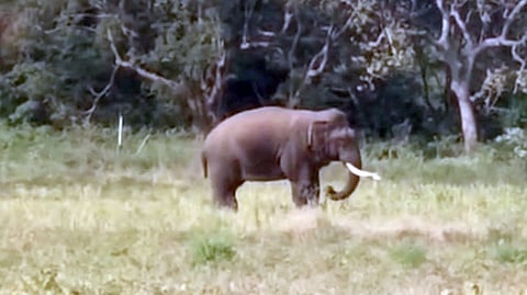 காக்காயனூரில் விளைநிலத்தில் உலவிய காட்டு யானை.