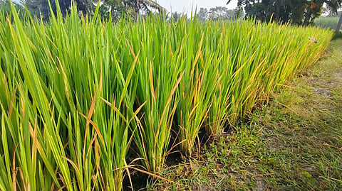 அந்தியூரில் நெல் பயிா்களில் புகையான் தாக்குதல்