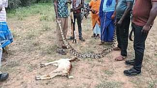 மலைப்பாம்பை மீட்ட வனத்துறையினா்