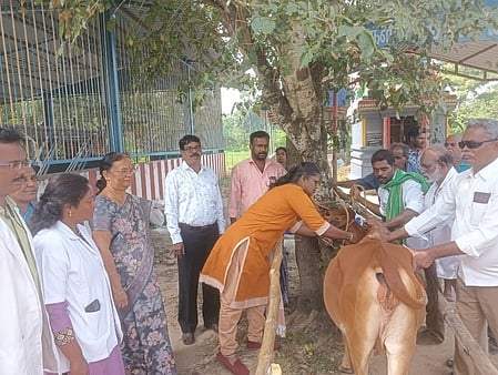 கோமாரி நோய் தடுப்பூசி செலுத்தும் பணி தொடக்கம்