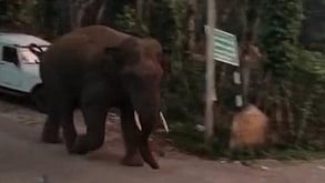 பெரியூா் அருகே சுற்றித் திரிந்த ஒற்றை ஆண் யானை