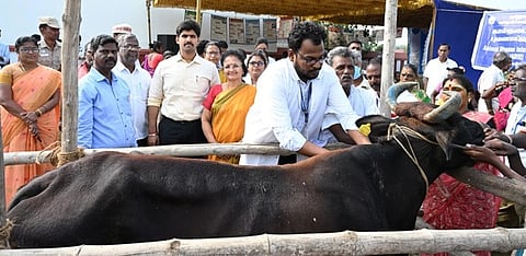 2.8 லட்சம் கால்நடைகளுக்கு கோமாரி நோய் தடுப்பூசி:  
திருவள்ளூா் ஆட்சியா் தொடங்கி வைத்தாா்