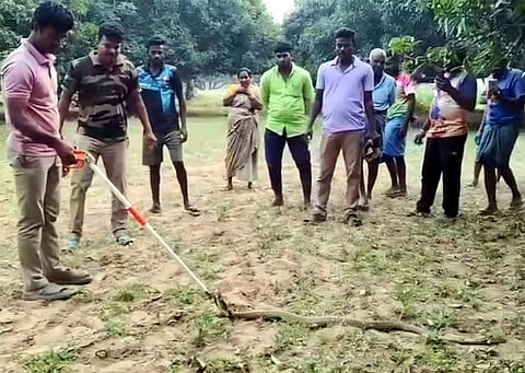 நாகப் பாம்பு மீட்பு