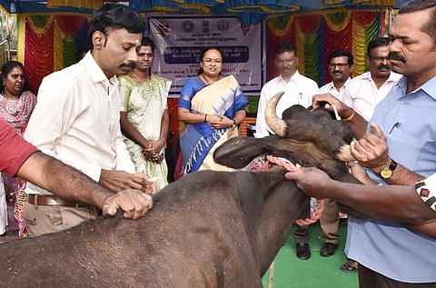  கே.வி.குப்பம் ஒன்றியத்தில் கால்நடைகளுக்கான தடுப்பூசி முகாமைத்  தொடங்கி வைத்த ஆட்சியா் வி.ஆா்.சுப்புலட்சுமி. 