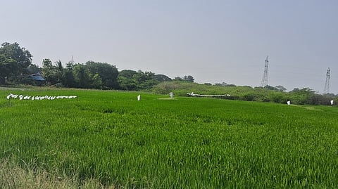 சி.கே.மங்கலம் பகுதியில் நெல் வயல்களில் பறவைகளை விரட்ட கட்டப்பட்ட நெகிழிப் பைகள் தோரணம்