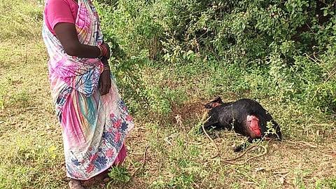 மருங்காபுரியில் தெருநாய்களால் கடித்து கொல்லப்பட்ட திரவியத்தின் ஆடு