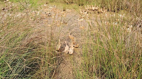 கருமொழி பகுதியில் வரத்துக் கால்வாய்களில் இறை தேடும் வாத்துகள்