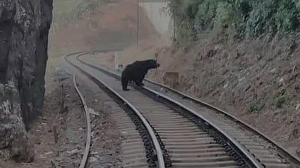 உதகை லவ்டேல் மலை ரயில் தண்டவாளத்தில் உலவிய கரடி.