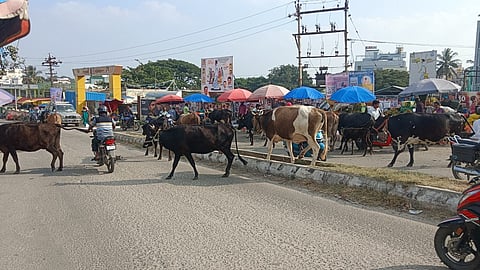 ஒசூா் உழவா் சந்தை பகுதியில் சாலைகளில் சுற்றித் திரியும் கால்நடைகள்