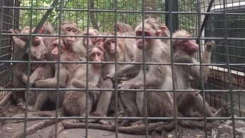 கடையம் அருகே கூண்டு வைத்துப் பிடிக்கப்பட்ட குரங்குகள்