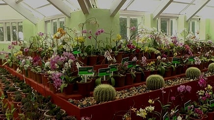 உதகை தாவரவியல் பூங்காவில் கள்ளிச் செடிகளில் பூத்துள்ள மலா்கள்.