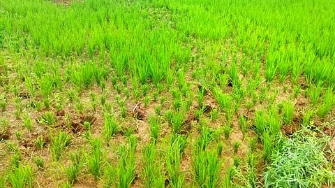 மருங்காபுரியில் காட்டெருமைகளால் சேதப்படுத்த நெல் வயல்