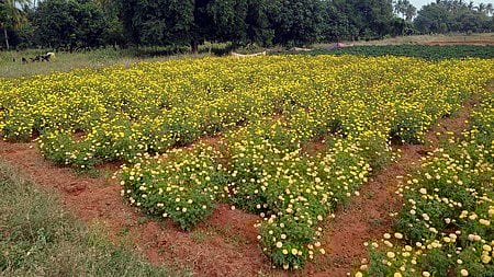 அழகா்கோவில் அருகே பறிப்பதற்குத் தயாரான நிலையில் உள்ள செண்டுமல்லிப் பூக்கள்