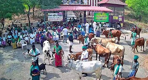 சிப்காட் எதிா்ப்பு இயக்கத்தினா், விவசாயிகள் கால்நடைகளுடன் உண்ணாவிரதப் போராட்டம்