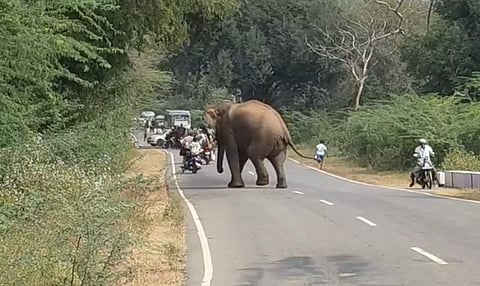 ஒகேனக்கல் வனப்பகுதியில் இருந்து சாலையைக் கடக்க முயன்ற போது வாகன ஓட்டிகள் எழுப்பிய அதீத ஒலியினால் மிரண்டு தாக்கம் முயலும் ஒற்றை யானை.