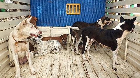 மருங்காபுரியில் சனிக்கிழமை பிடிபட்ட தெருநாய்கள்.