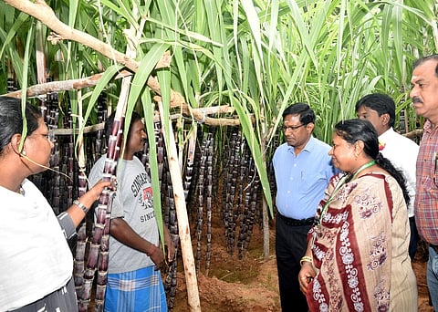 அரியலூா் மாவட்டம், உல்லியக்குடி கிராமத்தில் செங்கரும்புக்கான வயல் மற்றும் கரும்பை பாா்வையிட்டு ஆய்வுசெய்த ஆட்சியா் பொ. ரத்தினசாமி. 