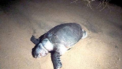  புதுச்சேரி கடற்கரையில் சனிக்கிழமை அதிகாலை இறந்து கரை ஒதுங்கிய ஆமை.