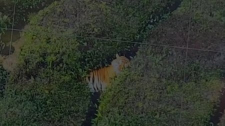 புலி நடமாட்டம்