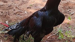 திண்டுக்கல்லில் ஞாயிற்றுக்கிழமை நடைபெற்ற கண்காட்சியில் பங்கேற்ற சேவல்கள்.

