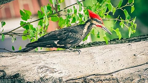 கொடைக்கானலில் காணப்படும் பறவைகள்.1.மரங்கொத்தி பறவை