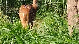 பல்லடம் அருகே சேகாம்பாளையத்தில் காணப்பட்ட மான்.