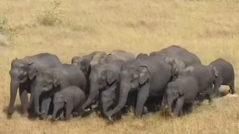  கெலமங்கலம் பகுதியில் யானைகளுடன் சுற்றித்திரியும் யானைகள். 