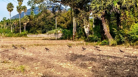 வாழப்பாடி அடுத்த கொட்டவாடியில் வயல்வெளியில் திரியும் மயில்கள் கூட்டம்