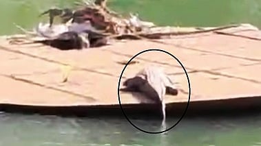 திற்பரப்பு அருகே கோதையாற்றில் காணப்பட்ட முதலை