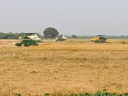  செங்குடி கிராமத்தில் இயந்திரம் மூலம் அறுவடை செய்யப்படும் நெல்கதிா்கள். 