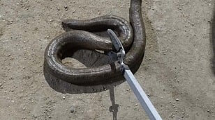 குடியிருப்புப் பகுதியில் பிடிபட்ட மண்ணுளி பாம்பு...