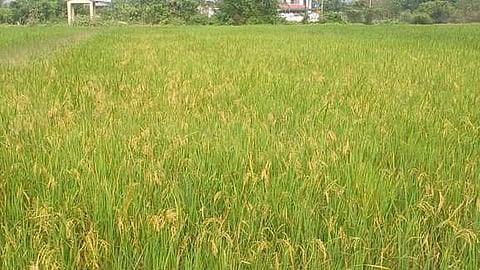 பஞ்சநதிக்குளம் மேற்கு கிராமத்தில் மத்திய கால பருவ நெல் சாகுபடியில் கலப்பு பயிராக கதிா் வந்து பாதித்துள்ள குறுகிய கால நெற்கதிா்கள்.