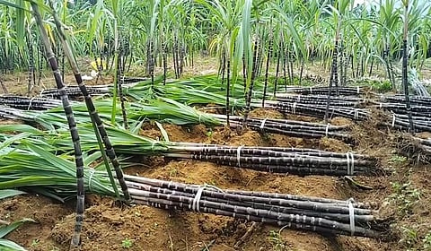 விற்பனைக்காக அறுவடை செய்யப்பட்ட கரும்புகள்.
