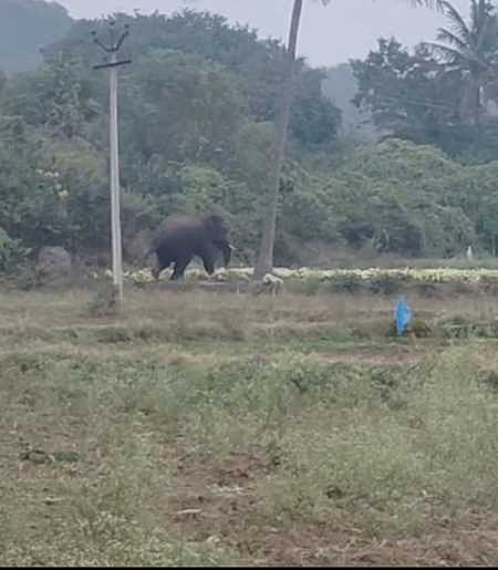 உணவு தேடி கிராமப் பகுதியில் சுற்றித்திரிந்த யானை. 