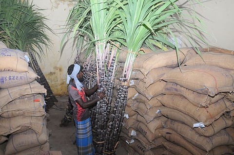 திருச்சி சிந்தாமணி நியாய விலைக்கடையில் பொங்கல் பரிசுத் தொகுப்பில் வழங்க  வந்து சோ்ந்த செங்கரும்புகள்.