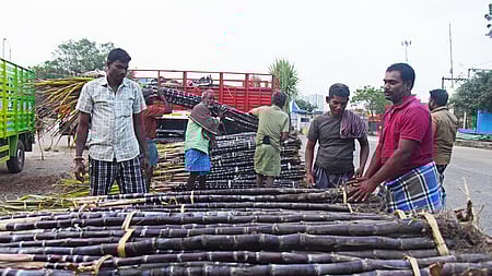 திருத்தப்பட்டது...
 பொங்கல் பண்டிகையை முன்னிட்டு கோயம்பேடு மொத்த விற்பனை அங்காடி வளாகத்தில் விற்பனைக்கு வந்திறங்கிய கரும்பு கட்டுகள். ~பொங்கல் பண்டிகையை முன்னிட்டு கோயம்பேடு மொத்த விற்பனை அங்காடி வளாகத்தில் விற்பனைக்கு வந்திறங்கிய கரும்புக் கட்டுகள்.