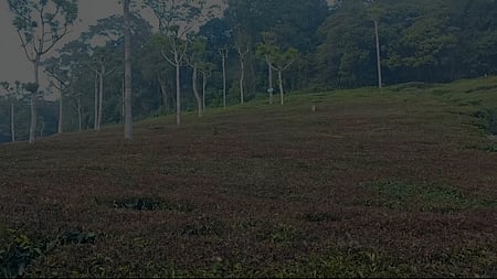 பனியின் தாக்கம்: கருகி வரும் தேயிலைச் செடிகள்