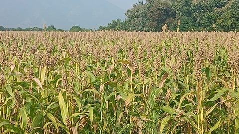 கம்பத்தில் சோளம் விளைச்சல் அமோகம்