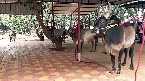 சிவகங்கையில் வெள்ளிக்கிழமை நடைபெறவுள்ள ஜல்லிக்கட்டுக்காக தீவிர ஏற்பாடுகள் நடைபெற்று வருகின்றன.