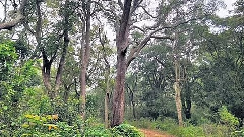 கோப்புப் படம்