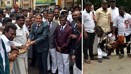  மதுரை மாவட்ட நீதிமன்றத்தில் வெள்ளிக்கிழமை நடைபெற்ற பொங்கல் விழாவில் பங்கேற்ற சென்னை உயா்நீதிமன்ற நீதிபதி வடமலை. உடன் முதன்மை மாவட்ட அமா்வு நீதிமன்ற நீதிபதி சிவகடாட்சம் உள்ளிட்டோா். (வலது) விழாவில் நடைபெற்ற சேவல் சண்டை.