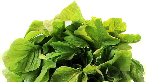 ஆயுள் காக்கும் ஆயுர்வேதம்: மயக்கம், தலைச்சுற்றல் பிரச்னை தீர?