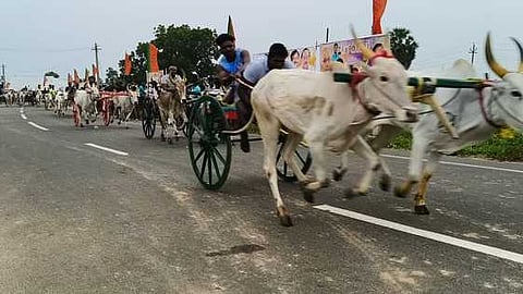  தொண்டி -கொச்சி தேசிய நெடுஞ்சாலையில் சனிக்கிழமை மாலை நடைபெற்ற மாட்டுப் வண்டி பந்தயம்.