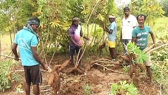  மரவள்ளிக் கிழங்குகளை அறுவடை செய்யும் விவசாயிகள்.