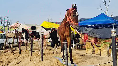 வளா்ப்புக் குதிரைகளைத் துன்புறுத்தினால் நடவடிக்கை: 
புதிய வழிகாட்டுதல் வெளியீடு